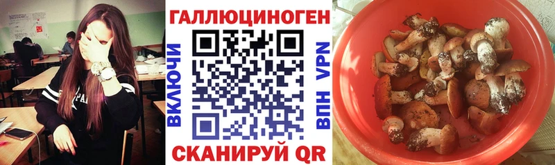 как найти закладки  Бологое  Галлюциногенные грибы Psilocybe 